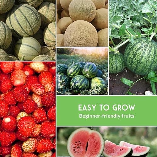 Fruit Seeds for Planting 8 Variety Pack - Non-GMO Heirloom Fruits | Watermelon, Cantaloupe, Melon, Strawberry, Ground Cherry for Home Vegetable Gardens - Survival Garden Seeds thumbnail 5