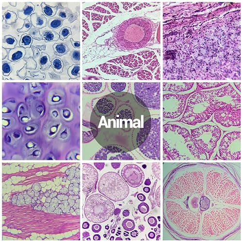 60 Microscope Slides with Specimens for Kids, Prepared Microscope Slides for Kids Microbiology, Prepared Microscope Slides for Adults thumbnail 5
