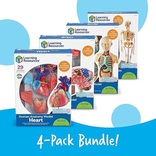Learning Resources Anatomy Models Bundle Set - Skeleton and Physiology, Human Body Model , Science Classroom Must Haves, Biology Teacher Supplies, Interactive Homeschool Projects, Montessori thumbnail 5