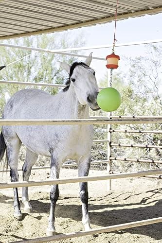Horsemen's Pride Combo Horse Stall Toy: Apple Scented Jolly Ball and Apple Flavored Snack Holder (SS203) thumbnail 4