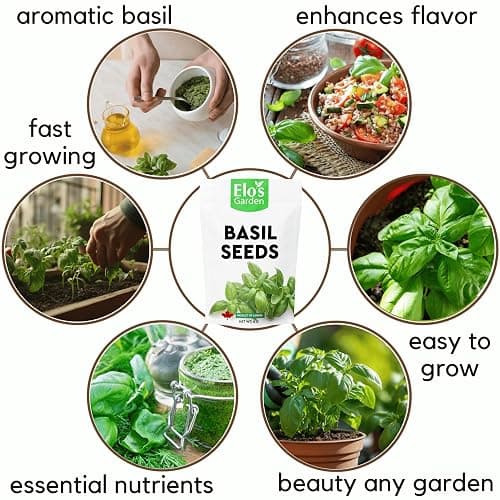 Basil Seeds 6g – 100% Natural and Easy-to-Grow Herb Seeds for Fresh Culinary Use and Home Gardening by ELO’S Garden thumbnail 4