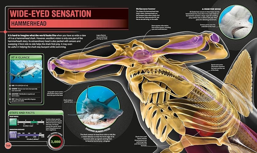 Super Shark Encyclopedia: And Other Creatures of the Deep (DK Super Nature Encyclopedias) thumbnail 4