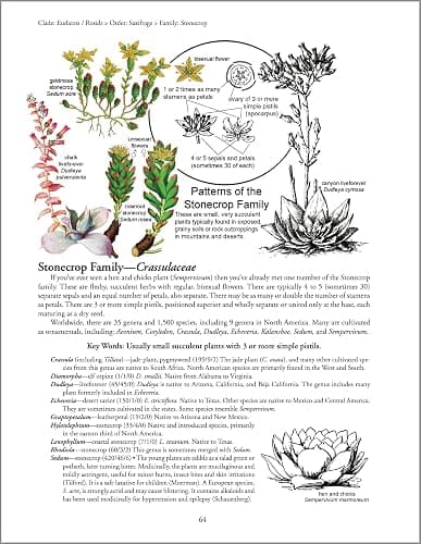 Botany in a Day: The Patterns Method of Plant Identification thumbnail 4