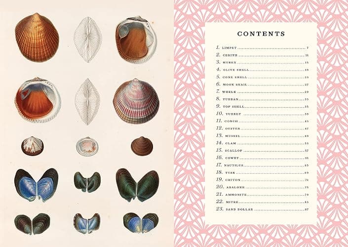 The Little Book of Shells: A Guide to Shells and the Amazing Creatures Who Make Them thumbnail 2
