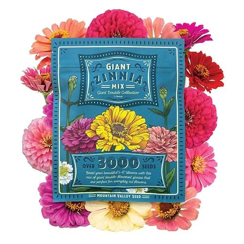 Mountain Valley Seed Co Zinnia Seeds for Planting Outdoors ~3000 California | Giant Mix Zinnia Seeds Beautiful 4' Tall Wildflower Blossoms Zinnia elegans Pollinator Seed Mix Bright, Cheerful Annual Flowe - Image 1