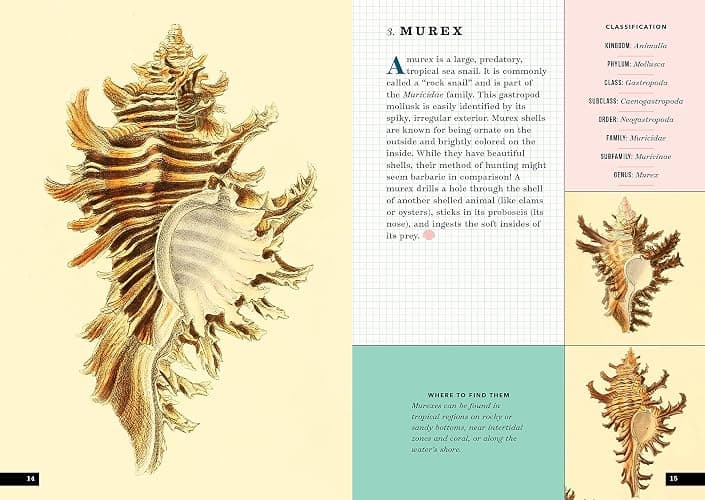 The Little Book of Shells: A Guide to Shells and the Amazing Creatures Who Make Them thumbnail 5