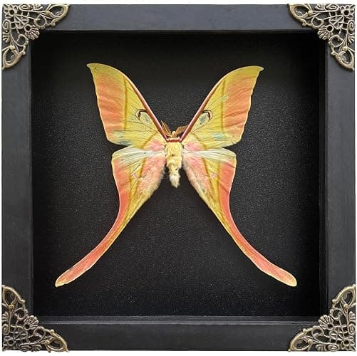 Real Actias Luna Moth Framed Butterfly Dead Insect Dried Bug Shadow Box Taxidermy Specimen Display Tabletop Decoration Artwork Gallery Decor Living K18-38-DE - Image 1