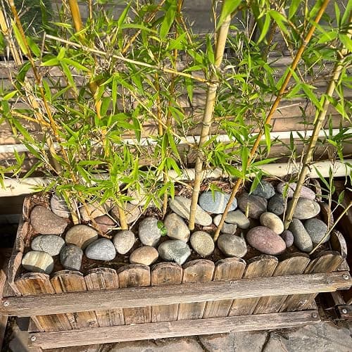 FANTIAN 20 lbs Natural River Rocks Mexican Beach Pebbles, 2-3 Inch Decorative River Rocks for Landscaping Garden Paving Plant Rocks Crafting Walkways and Outdoor Decorative Stone thumbnail 2