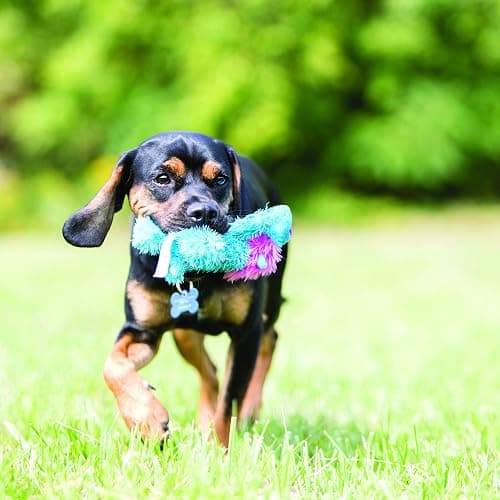 KONG Cozie Marvin Moose - Cute Dog Plush Toy for Indoor Play - Soft Chew Toy & Snuggle Buddy - with Squeaker, Durable Design & Minimal Stuffing - for Small/Medium Dogs thumbnail 3