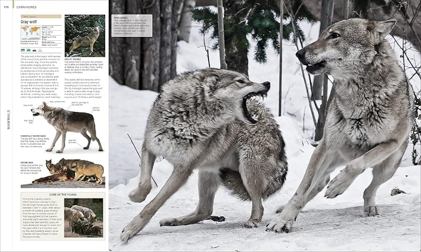 Animal: The Definitive Visual Guide (DK Definitive Visual Encyclopedias) thumbnail 5