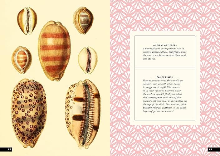The Little Book of Shells: A Guide to Shells and the Amazing Creatures Who Make Them thumbnail 16