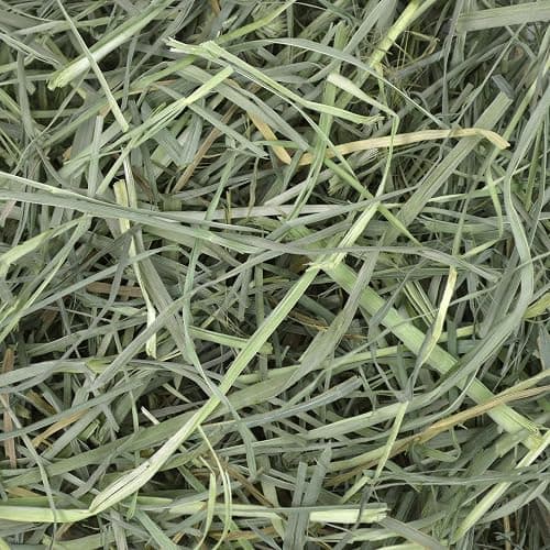 Oxbow Animal Health Orchard Grass, Guinea Pig Hay, Rabbit Hay, Small Pet Bunny Supplies, All Natural Grass for Guinea Pig, Bunny, Chinchilla & Hamster, Oxbow Rabbit Supplies for Bunnies, 9 lb. box thumbnail 15