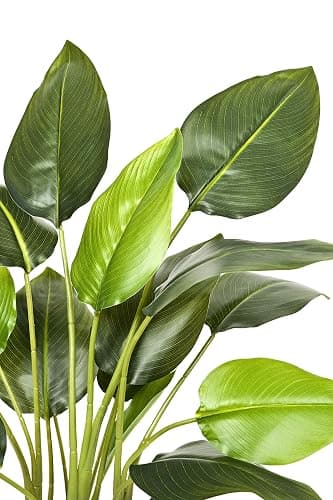 GreenBrokers Artificial Real Touch Bird of Paradise (Strelitzia) Plant in Black Pot Ideal for Home, Office, Indoor Outdoor Living 78cm/30in thumbnail 4