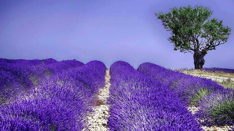 Lavender Seeds for Planting Herb Garden About 100 Seeds Spring or Fall Planting thumbnail 7
