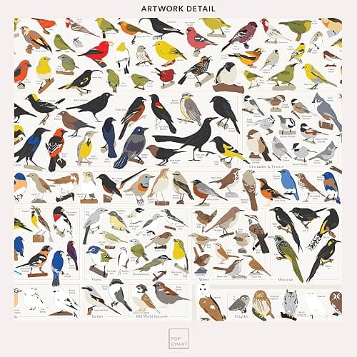 Pop Chart | Birds of North America | 36" x 24" Large-Format Poster | Every Bird Species in North America Illustrated | Perfect Wall Decor for Nature Lovers | 100% Made in the US thumbnail 4