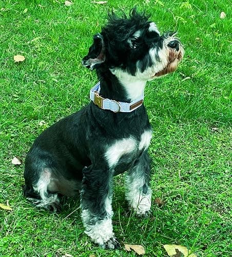 Unique Style Paws Blue Stripe Dog Collar Metal Buckle Gift Cute Collar for Small, Medium, Large Dogs thumbnail 3