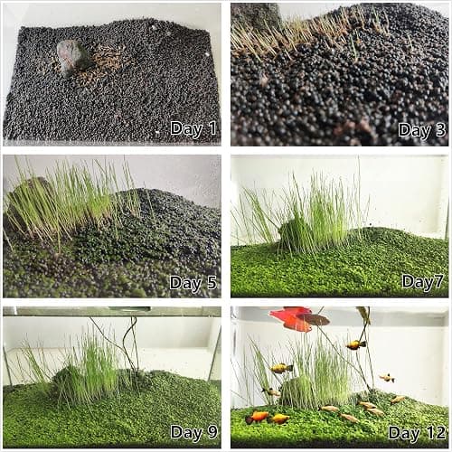 4 in 1 Aquarium Plant S.e.e.ds, no Artificial Plastic Plant, Live Grass for Fish Tank, fit All Substrate (0.36ozTiny+0.36oz Long+0.36oz Short+0.36oz Big Dual) ZQV-003 thumbnail 5