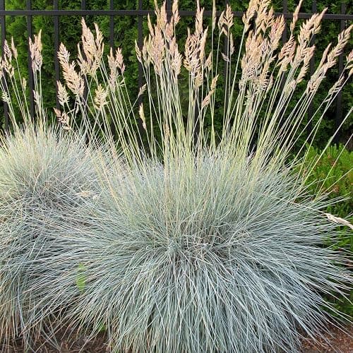 Outsidepride 10000 Seeds Perennial Festuca Cinerea Glauca Varna Blue Fescue Ornamental Grass Seed for Planting - Image 1