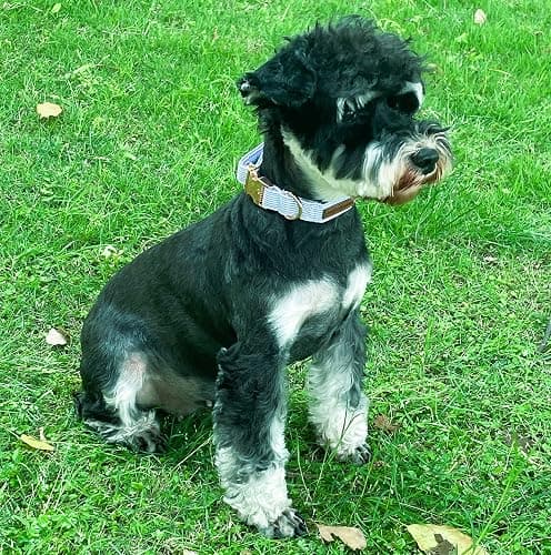 Unique Style Paws Blue Stripe Dog Collar Metal Buckle Gift Cute Collar for Small, Medium, Large Dogs thumbnail 4