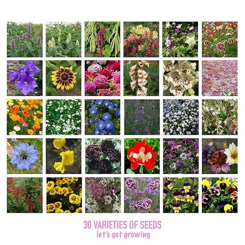 Scott&Co. Flower Seed Variety Pack - 30 Different Varieties of Flower Seeds to Grow Your Own. Butterfly and Bee Attracting, Grow Indoor and Outdoor. Christmas Gifts for Women and Men. thumbnail 5