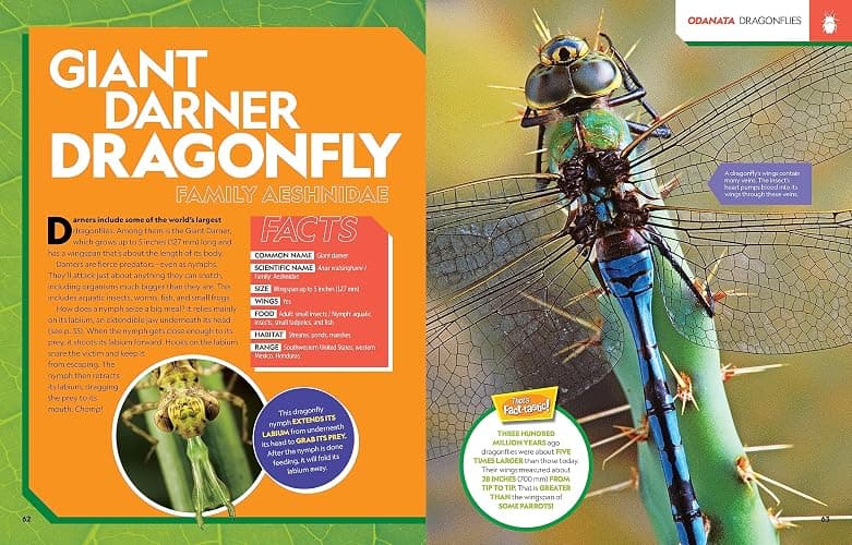 National Geographic Kids Ultimate Bugopedia, 2nd Edition: The Most Complete Bug Reference Ever (NGK Ultimate Pedias) thumbnail 3