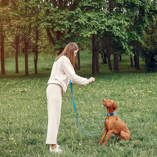 Maiiu Reflective Dog Collar with Safety Locking Buckle (Collar+Leash) | Adjustable Soft Breathable Nylon Collars for Small, Medium and Large Dogs (S Width 5/8" Sky Blue) thumbnail 6