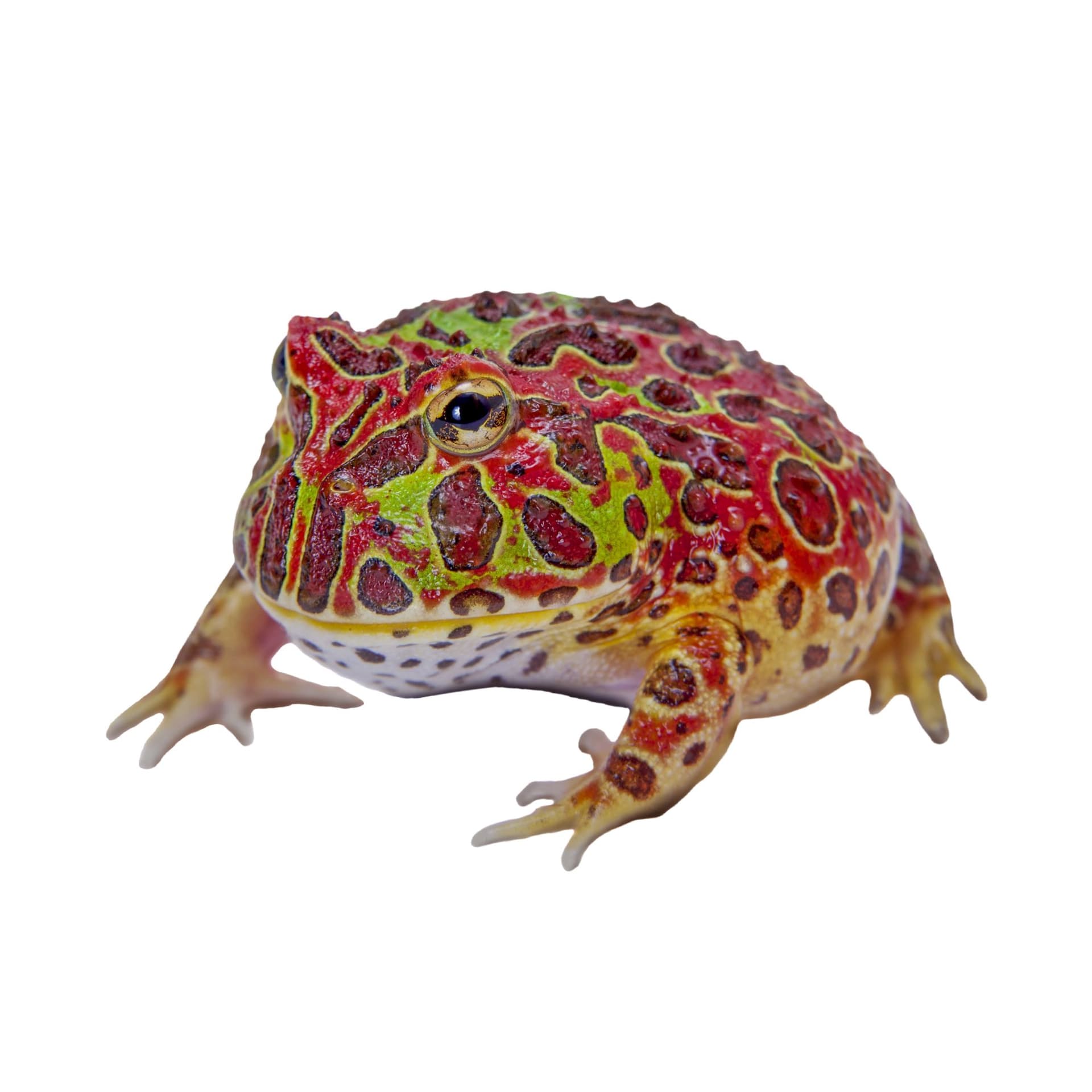 Pacman Frog - Image 1