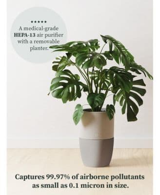Bloom Air Purifier, Smart HEPA-13 Medical-Grade Filtration, Large Rooms (1,517 Sq. Ft.) with Integrated Planter thumbnail 3