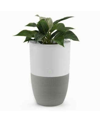 Bloom Air Purifier, Smart HEPA-13 Medical-Grade Filtration, Large Rooms (1,517 Sq. Ft.) with Integrated Planter - Image 1