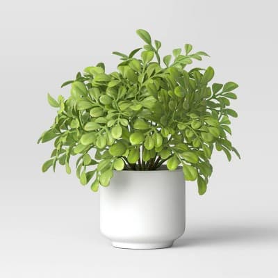 Threshold Boxwood Plant