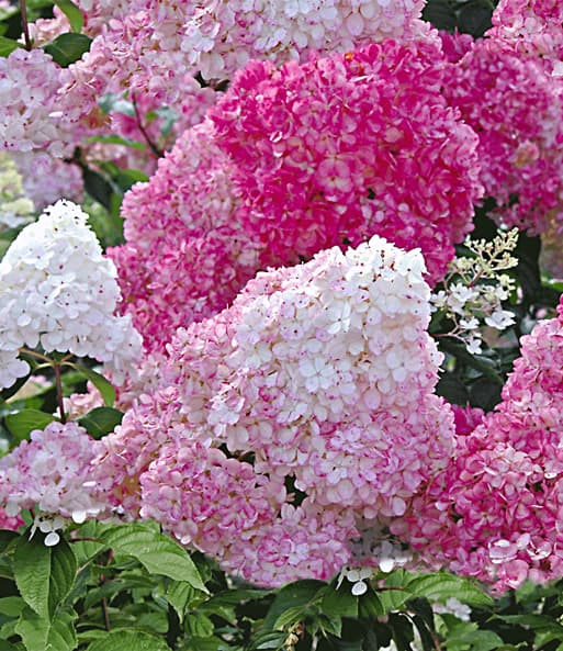 Freiland-Hortensie 'Vanille Fraise®' - Image 1