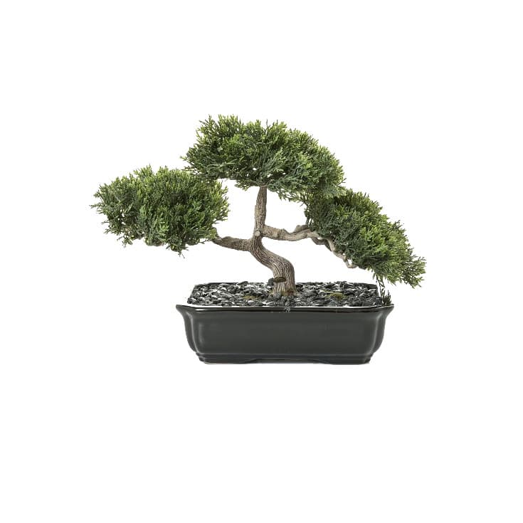 Faux Bonsai Conifer 20cm Potted | Greenery Imports - Image 1