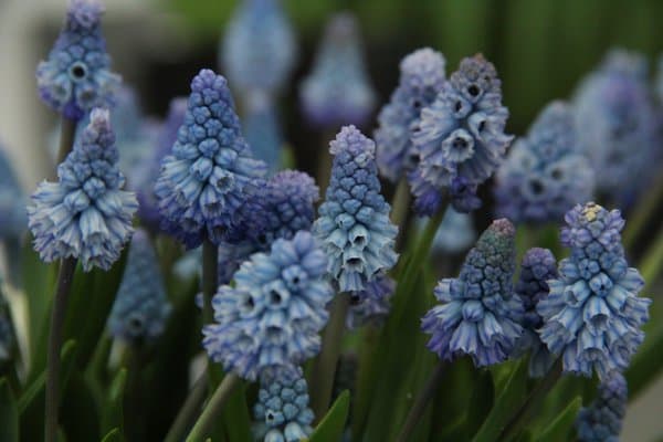 Traubenhyazinthe azureum - Image 1