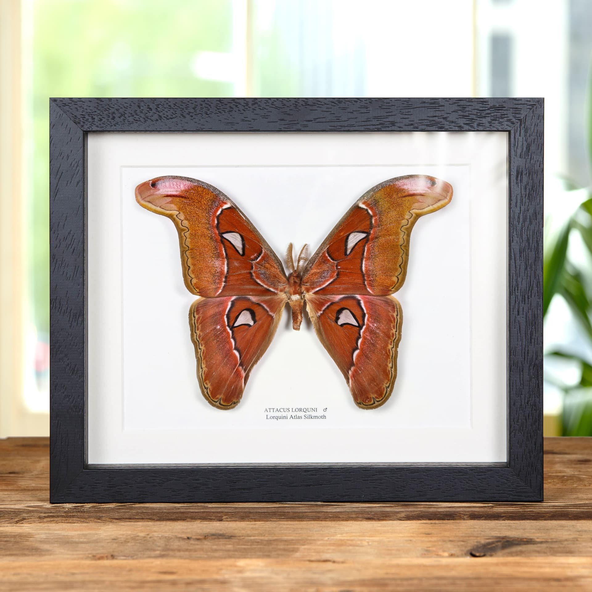 Pink Atlas Moth In Box Frame (Attacus lorquini) - Image 1
