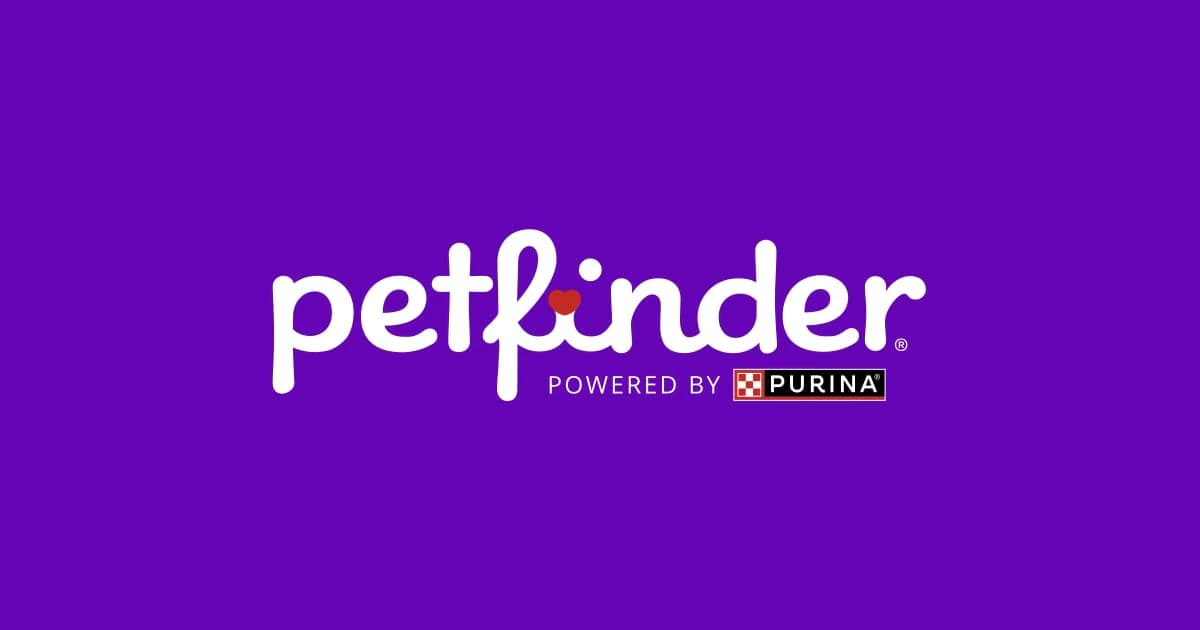 Pomeranian Dogs & Puppies for Adoption in Los Angeles, CA | Petfinder - Image 1