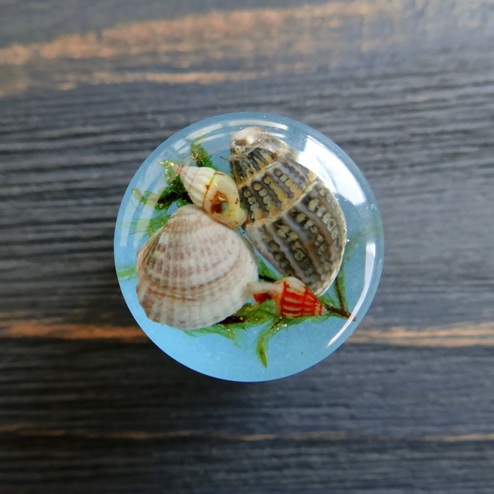 GLOWING PLUGS gauges 2g 0g 00g 1 inch plugs - 2 inch Glow in the dark jewelry Mens plugs and tunnels Sea Ocean Shell Resin plugs Terrarium - Image 1