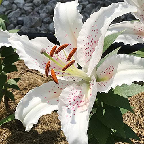 Muscadet Oriental Lilies Flower Bulbs - 3 Lily Bulbs per Pack - Pleasantly Scented - Attracts Butterflies and Hummingbirds - Good as Cut Flowers - Grows Well in Containers - Perennializing Garden - Image 1
