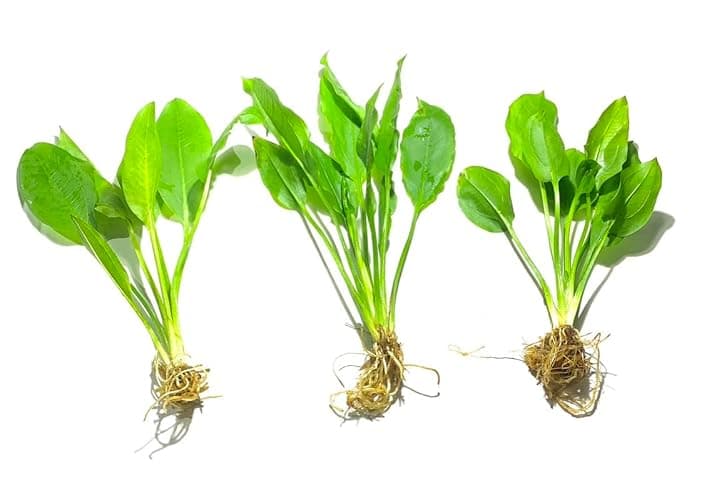 Marcus Fish Tanks - 3X Amazon Sword Echinodorus Bleheri Easy Live Aquarium Plants for Aquatic Freshwater Fish Tank - Image 1