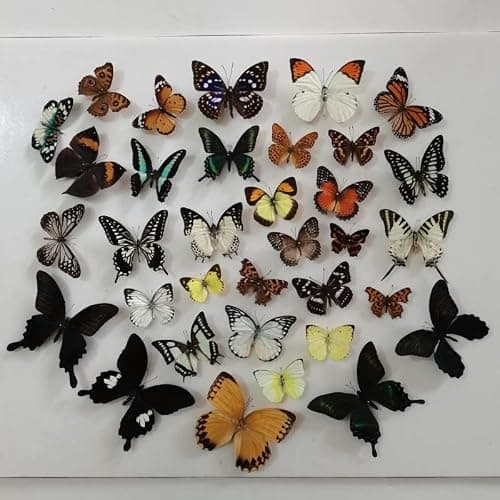BigBigMe 10Pcs Natural Unmounted Rhopalocera/Le Papillon/Butterfly Specimen Artwork Material Decor, Taxidermy Animals for Kids Family - Image 1