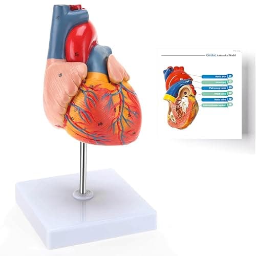 RONTEN Human Heart Model, Heart Model, 2-Part Life Size Anatomically Accurate Numbered Heart Medical Model, Held Together with Magnets on Base - Image 1