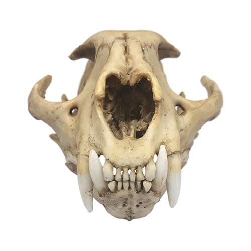 DEBKSGEOTI Female Cougar Skull Feline Model Synthetic 1:1 Puma Concolor Anatomy and Physiology Education Synthetic Replica - Image 1