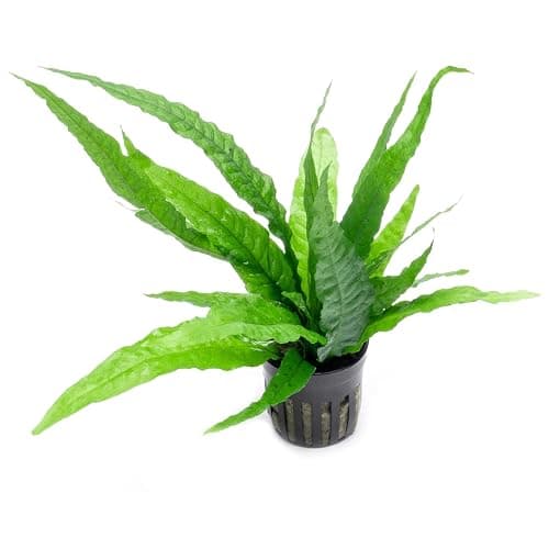 SubstrateSource Java Fern Live Aquarium Plants - Potted Freshwater Plant for Fish Tanks - Beginner Friendly, Low Light (Java Fern, 1 Pot) - 1 Pot - Java Fern - Image 1