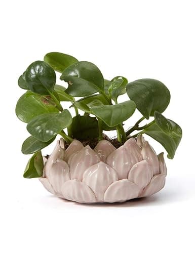SEINHIJO Blumentöpfe Pflanzen Keramik Arts Skulptur Modern Dekor Blume Geschenk Statue Wohnzimmer Kunst Ornament Rosa 18cm - Image 1