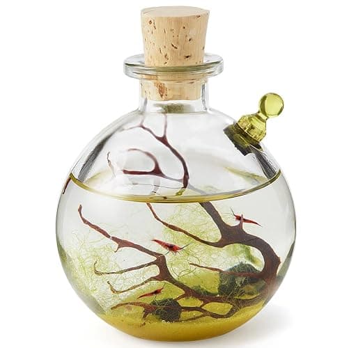 Shrimp Bubble Self-Sustaining Ecosystem - Amber - Image 1
