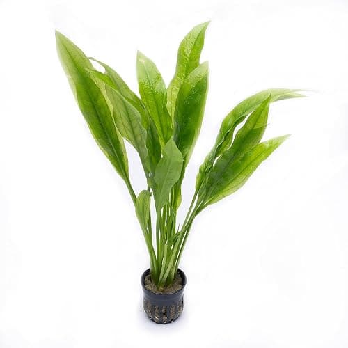 SubstrateSource Amazon Sword Echinodorus Bleheri Live Plant for Freshwater Aquariums, Natural Fish Tank Decorations, and Aquatic Decor (1 Pot (2-3 Plants)) - Image 1