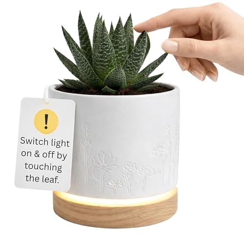 Magic Plantern® | Touch Your Plant to Turn On the Light | Planter Lamp | Unique Plant Lover Gift | Nightstand Ambient Lamp | Succulent Pot with LED - Image 1