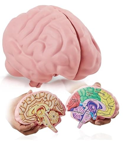 Cross Section Foam Brain Model | Free Stand, Answer Sheet & Digital Worksheet | Educational Tool Learning & Teaching Human Anatomical Function, Psychology, Biology or Science | 2 Labeled Half Pieces - Image 1
