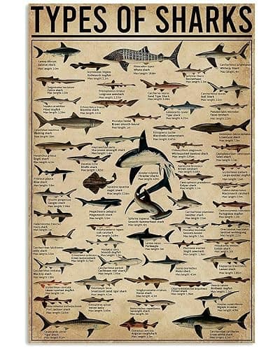 Vintage Tin Logo Types of Sharks Art Print Poster Metal Signage Cafe Bar Garage Metal Plaque 12x16 Inches - Image 1