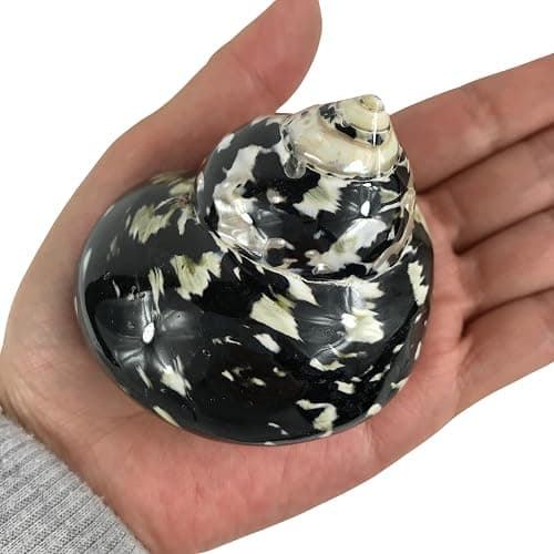 MMvloesy 1PC Black Polished Magpie Turbo Sea Shell, Hermit Crab Shells for DIY Beach Theme Party Home Decor 2.5"-3" Inch - Image 1