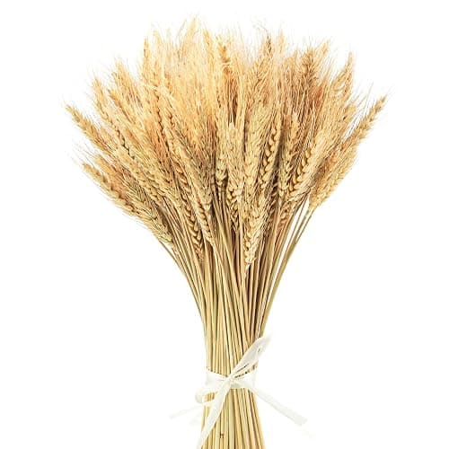 Uieke 17.7 Inches Dried Wheat Stalks, 100 Stems Dried Flowers 100% Natural Wheat for Home Kitchen Wedding Party Table Centerpiece Harvest Wreath Boho Farmhouse DIY Decoration - Image 1